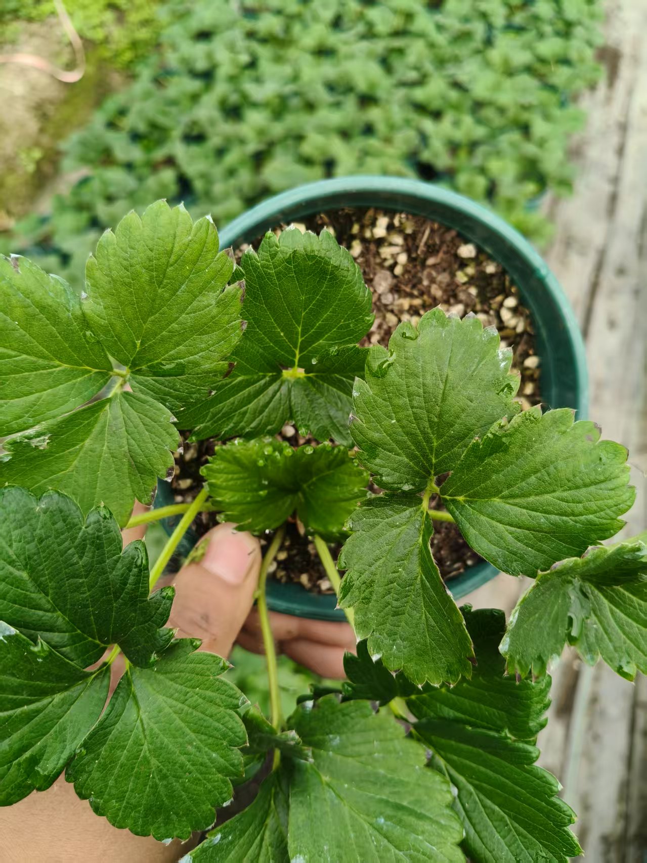 脆玉草莓苗；原盆原土