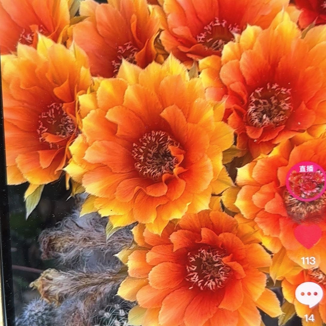 1702金刚3颗侧牙20包邮16