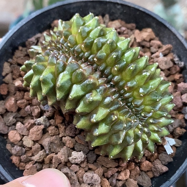 孤品实生泰系无刺貘缀化拱门缀福利6.6cm