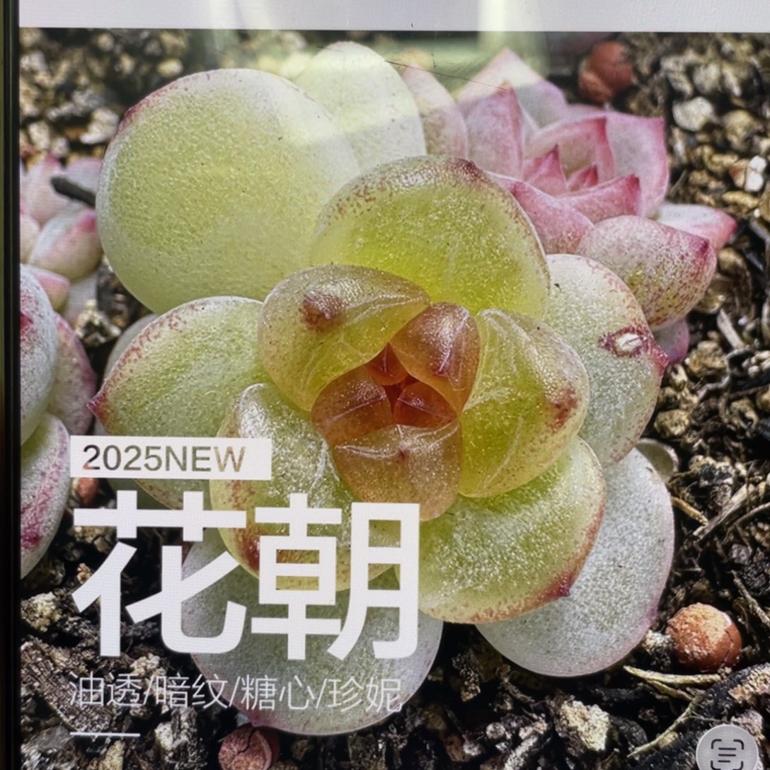 花朝20粒，圆胖透，推荐推荐！！