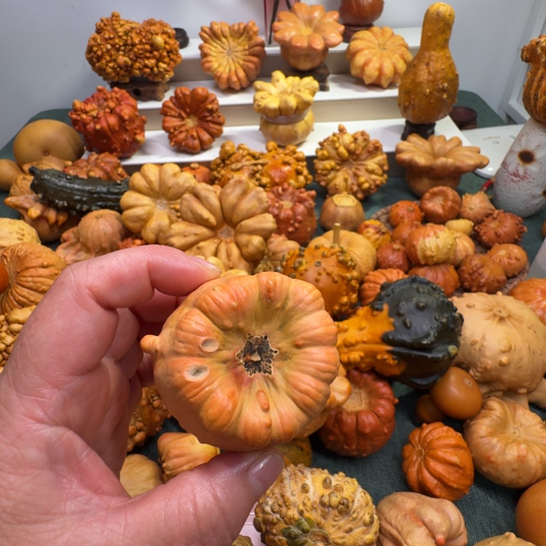 伊***麻墨西哥七彩葫芦瑕疵不退换