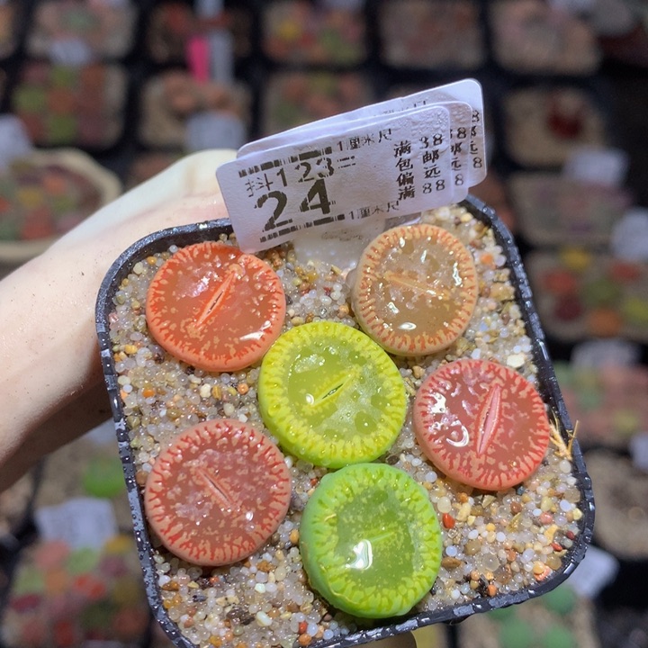 精品生石花123.24