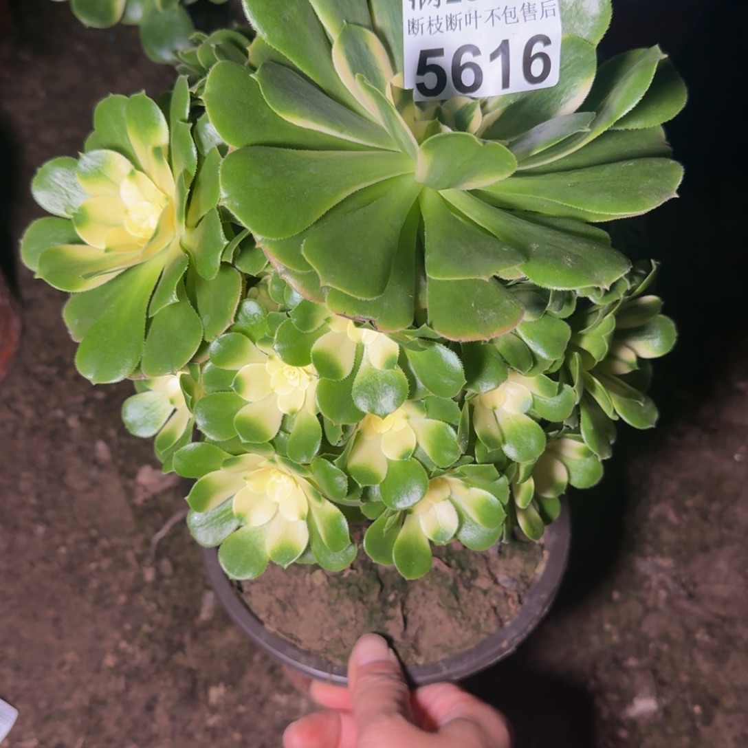 5616辛尼亚多肉植物