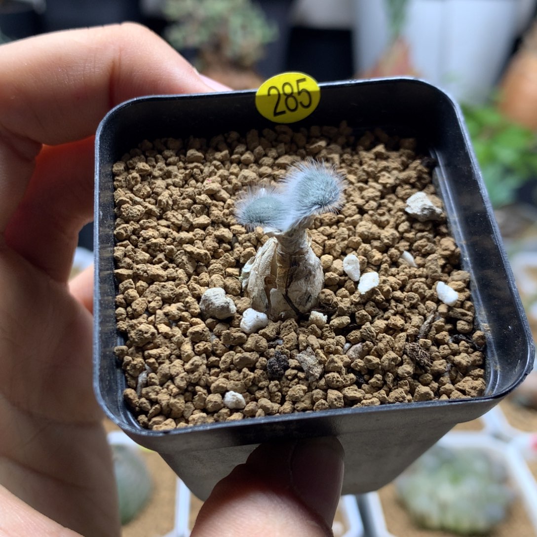 毛叶石蒜多肉带盆285