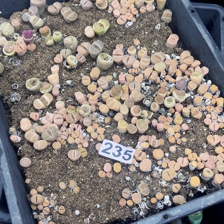 235 生石花一物一图如图带框