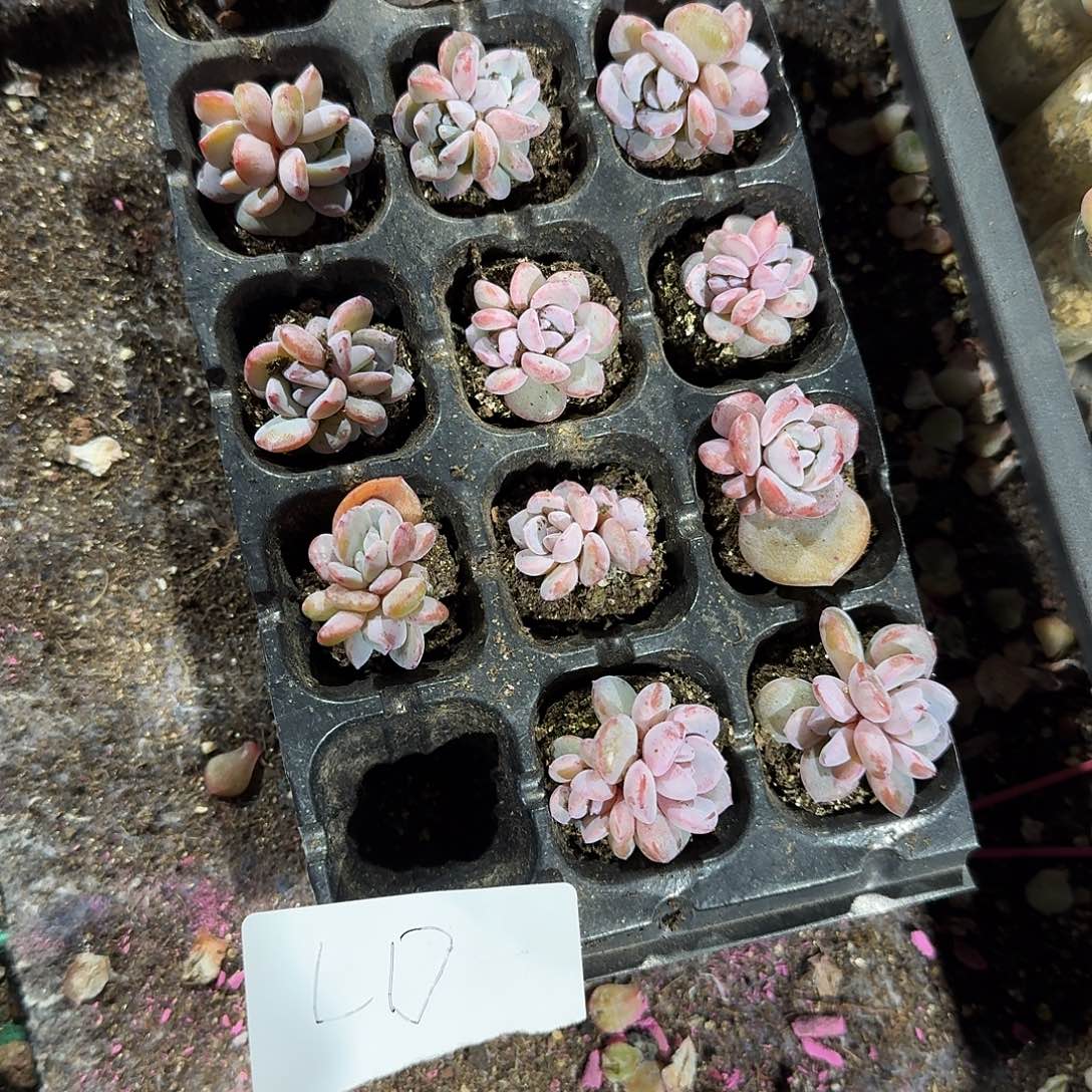 LD一物一拍专拍链接