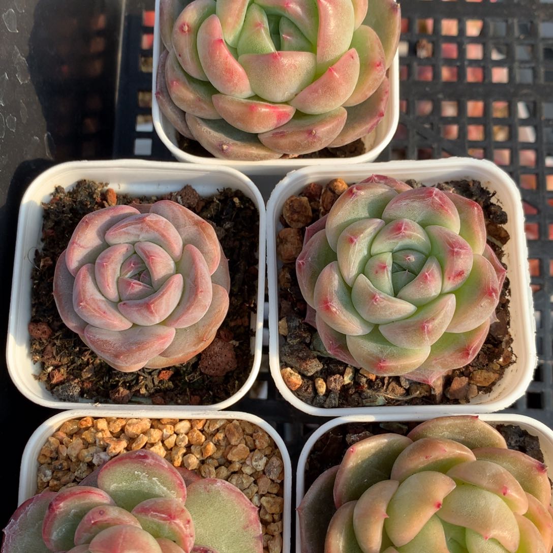 0209-01 珍妮优选5颗