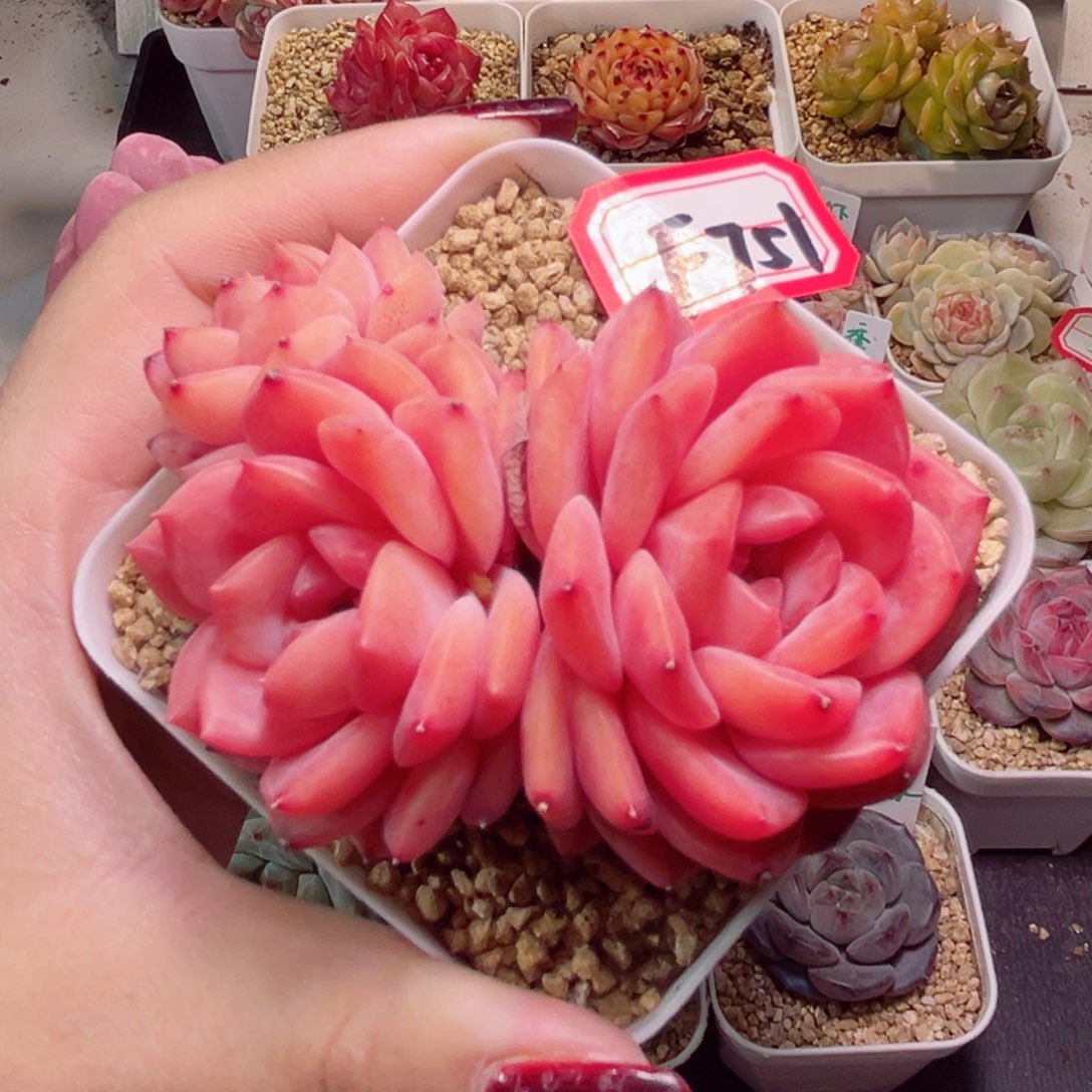 F751一物一拍 母本珍妮