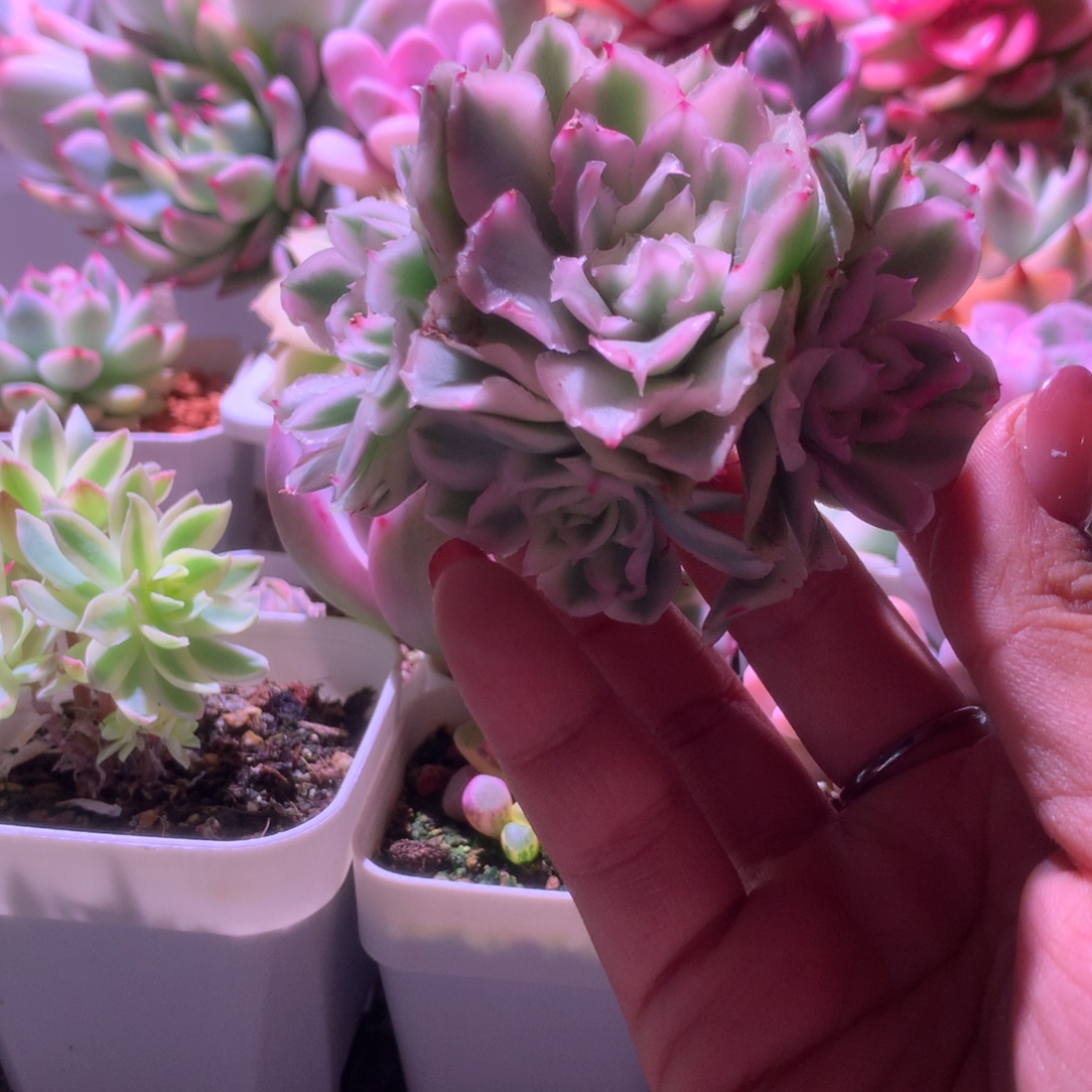 紫蝴蝶覆轮锦群生有根