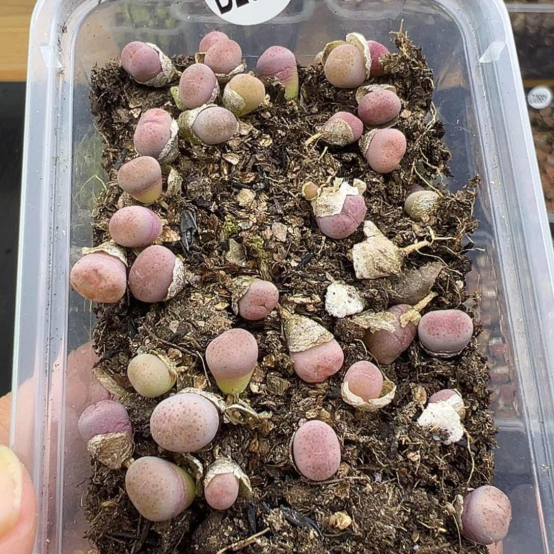 2678粉碧琉璃优选小苗清货福利