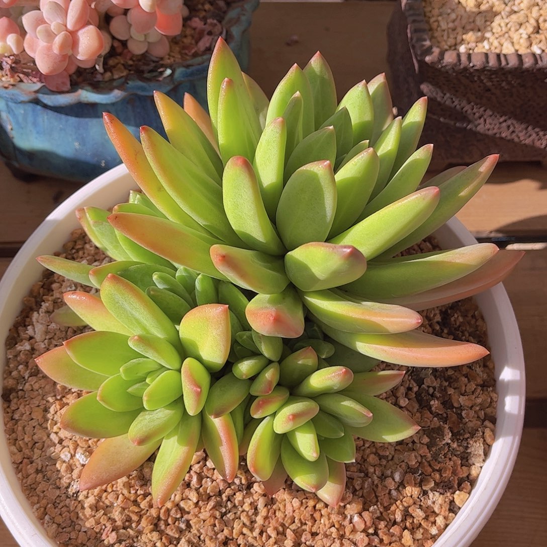 韩版海洋之歌多肉