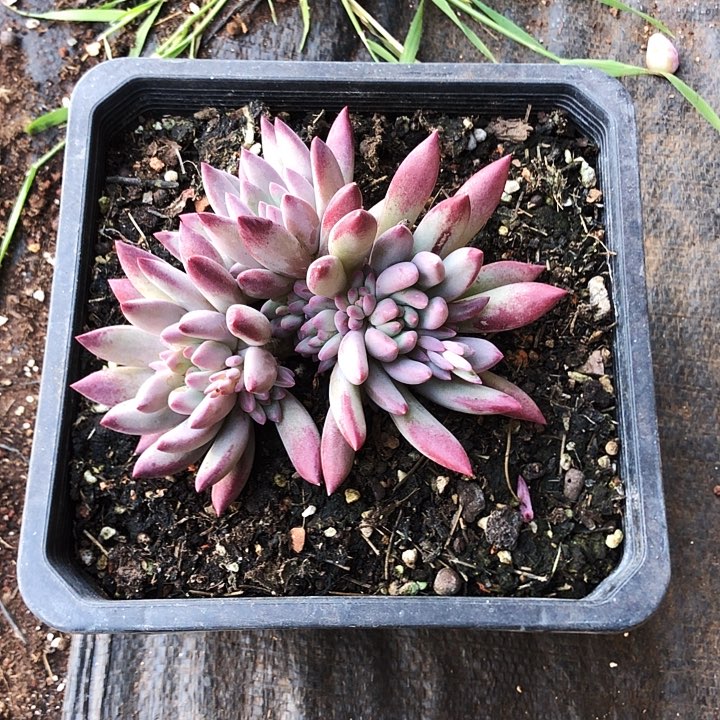 流沙体虞美人量拍多肉植物