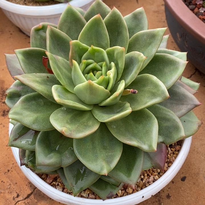 D655- 直播福利 灵狗