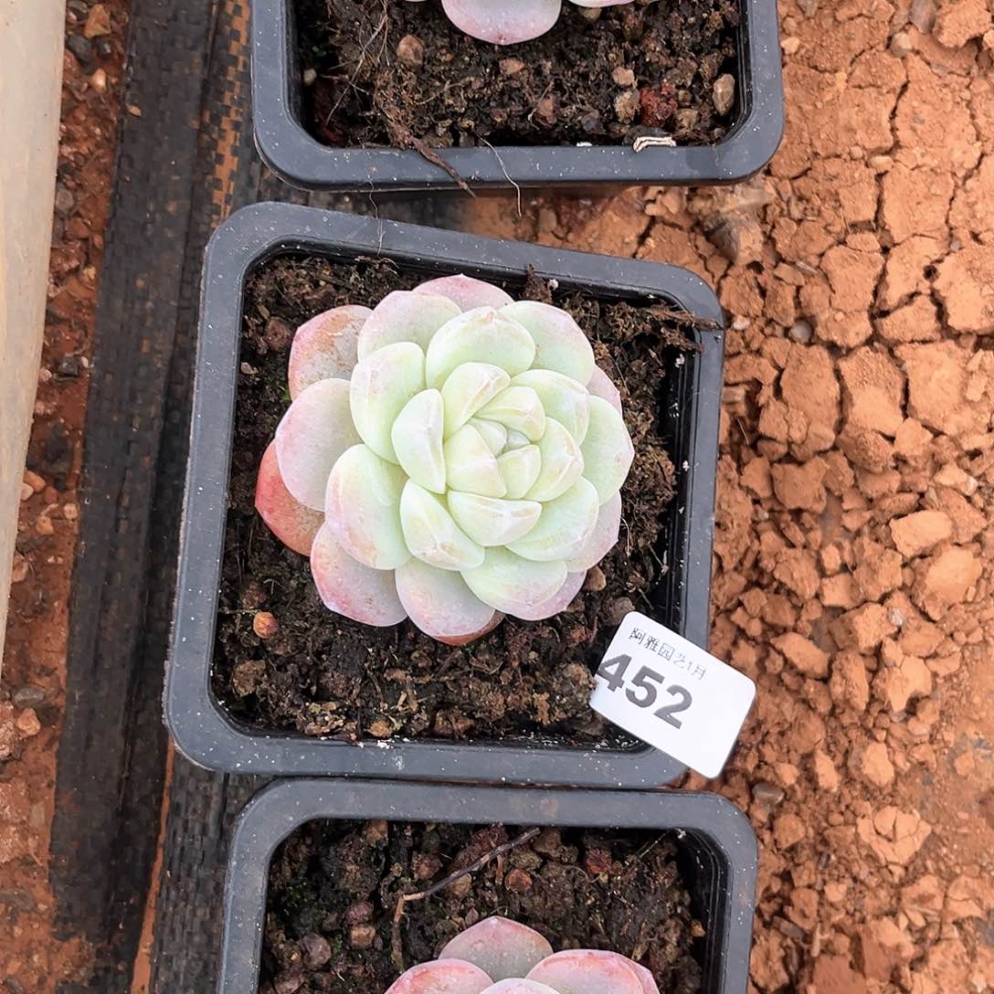 阿雅园艺。         脱土发货452