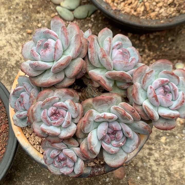 多肉植物石榴籽星影