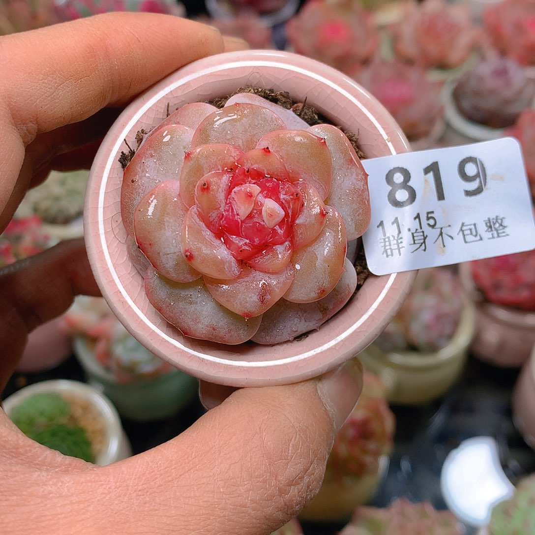 精控拇指盆11.15819