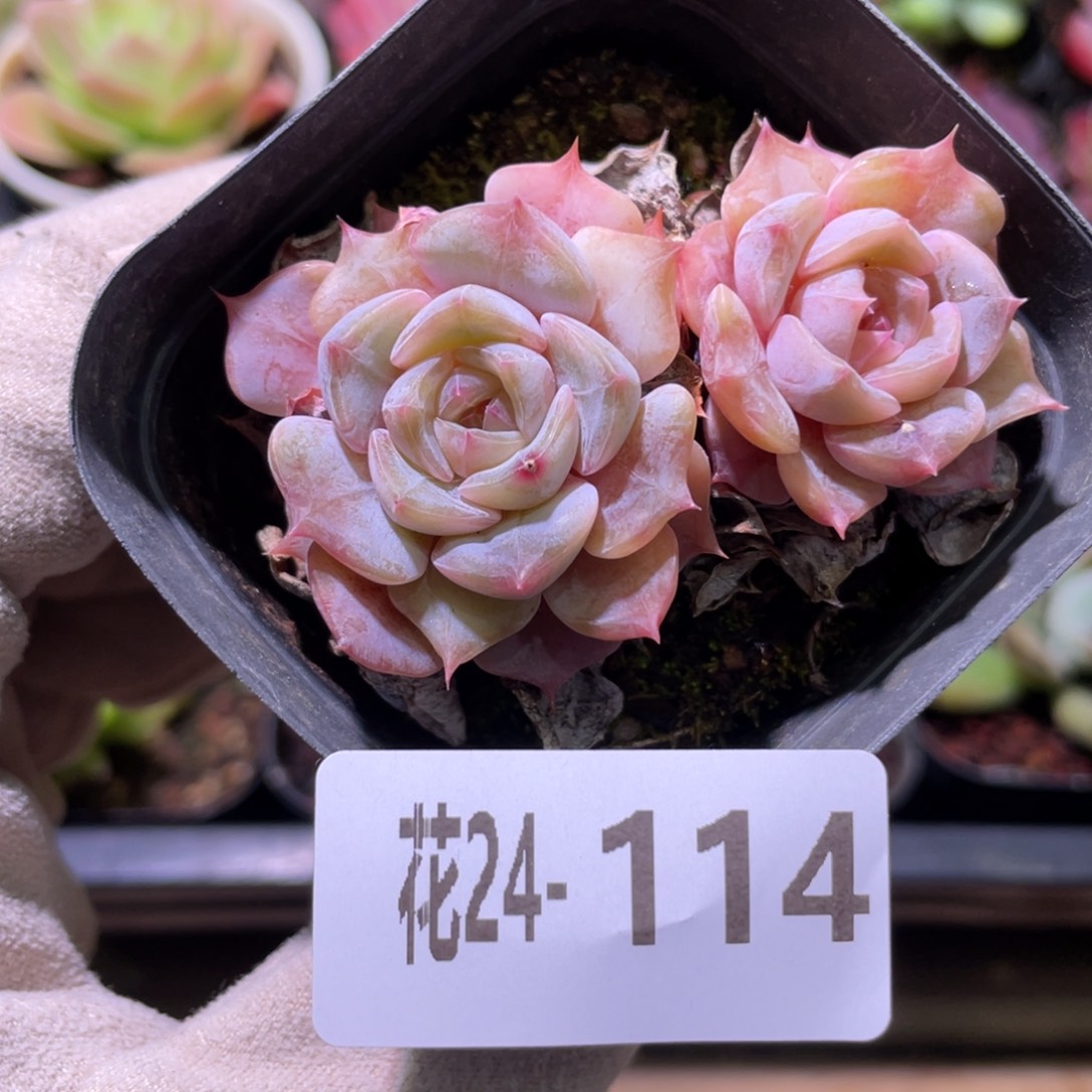 花利美24-114夜莺