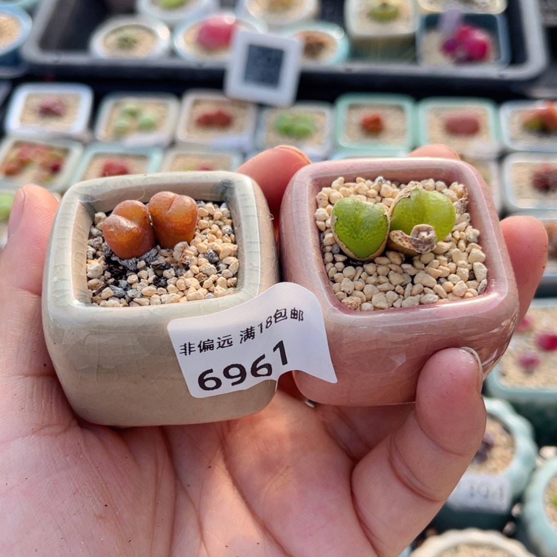 无花朵6961-一物一拍 带盆 