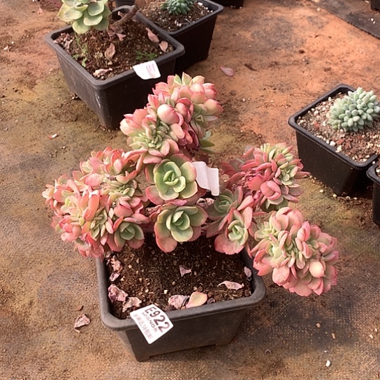 霞光缀化922 亏本处理退款拉黑7-8天发货