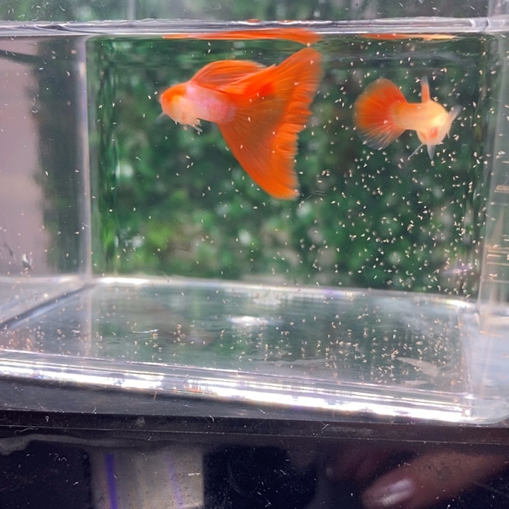 孔雀鱼这些问题就是不容易！今天