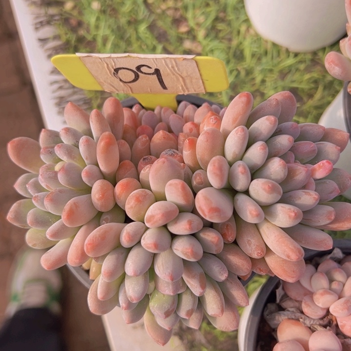 健健康康平平安安多肉