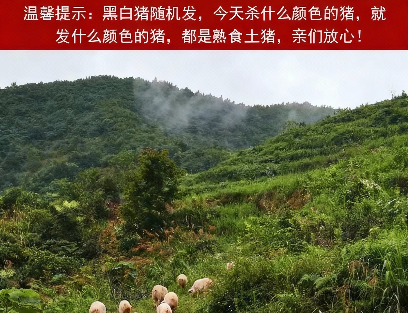 恩施高山熟食土猪「直播改价链接」