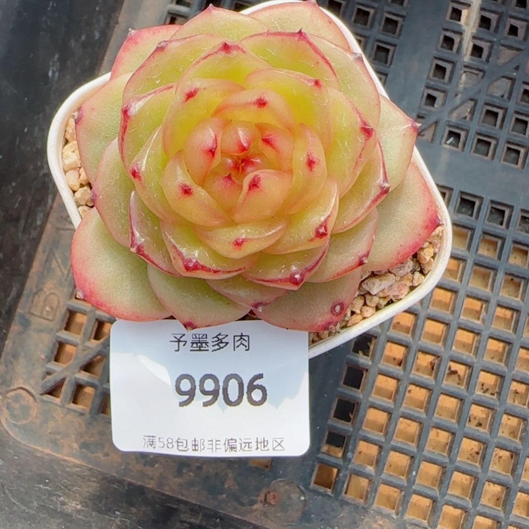 玉芷珍妮，9906多肉