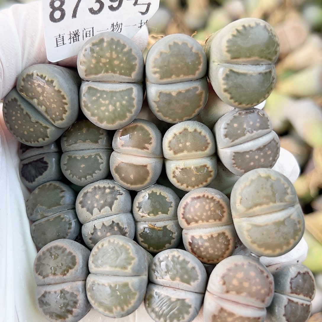 8739 好养易活生石花大母本19个