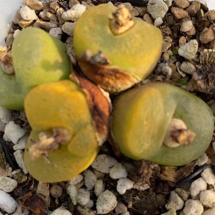 1640一颗一颗一颗