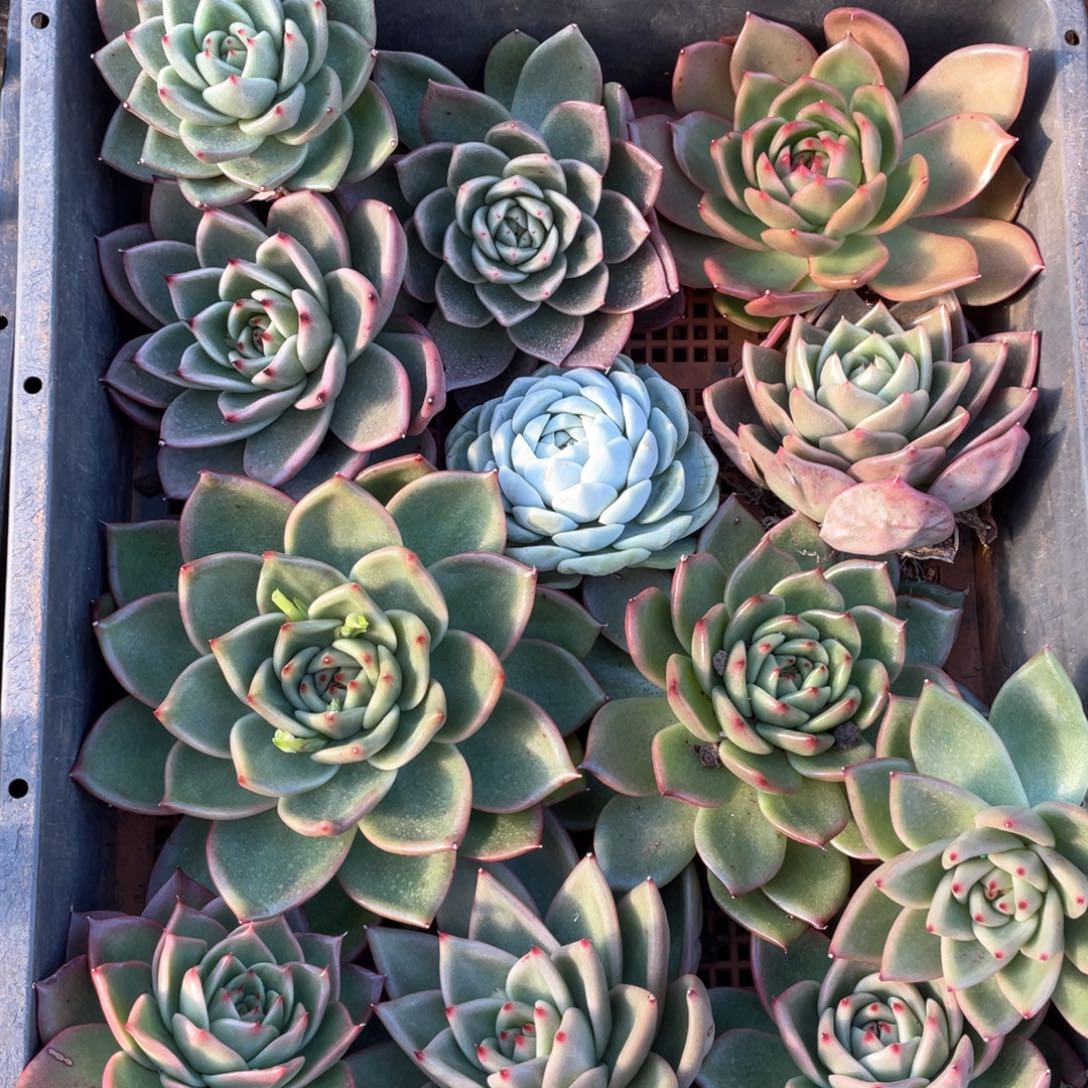 一筐特价福利不售后2717