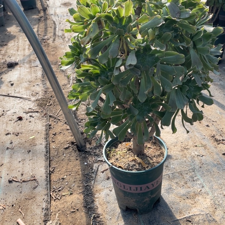 23原始绿法师多肉植物