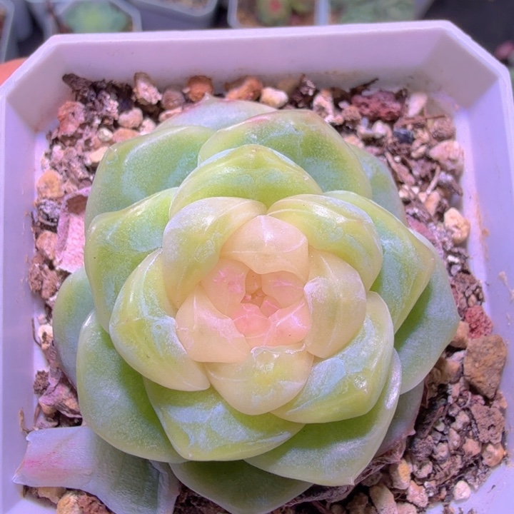 良辰啦啦啦啦啦特