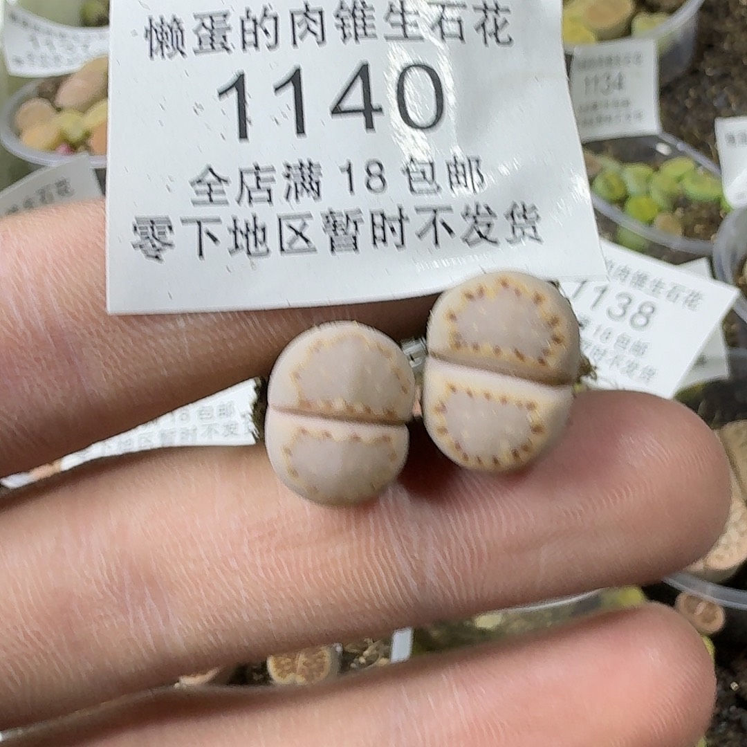 1140 哈哈哈哈哈哈