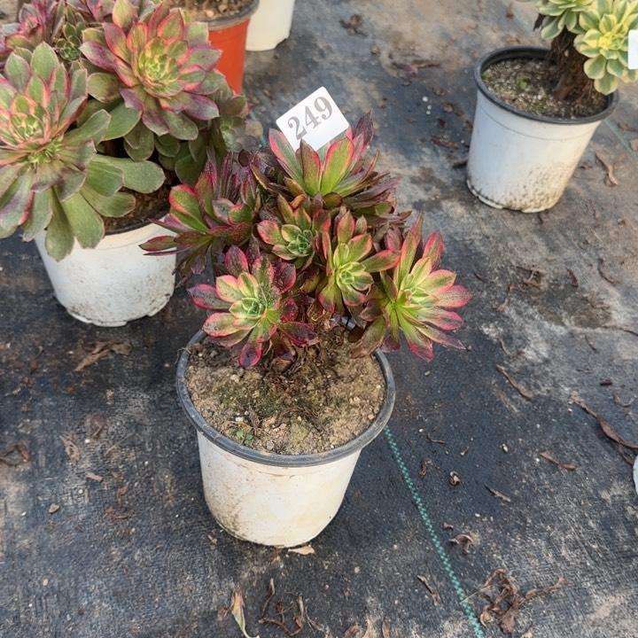 《****7249两单包邮。           