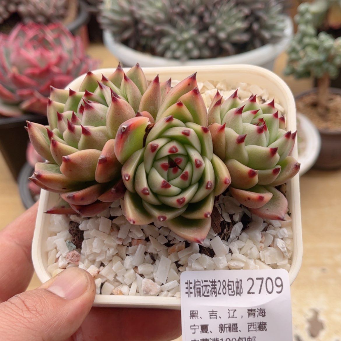 【闪购商品】2709蓝龙