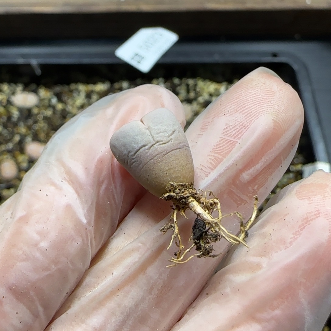 哪****12.19。216饼干小。5025