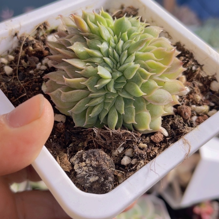 昂斯诺缀多肉植物量