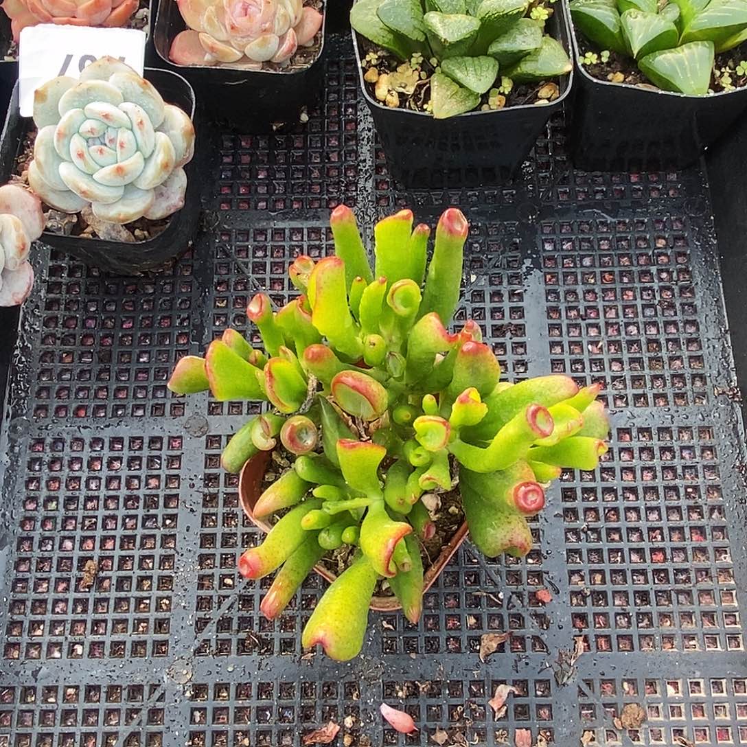 A69吸财树老桩群生