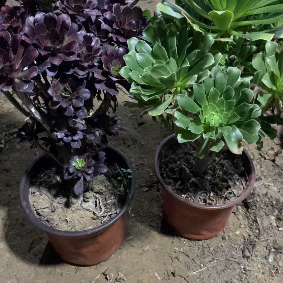 12号链接两颗不重复法师