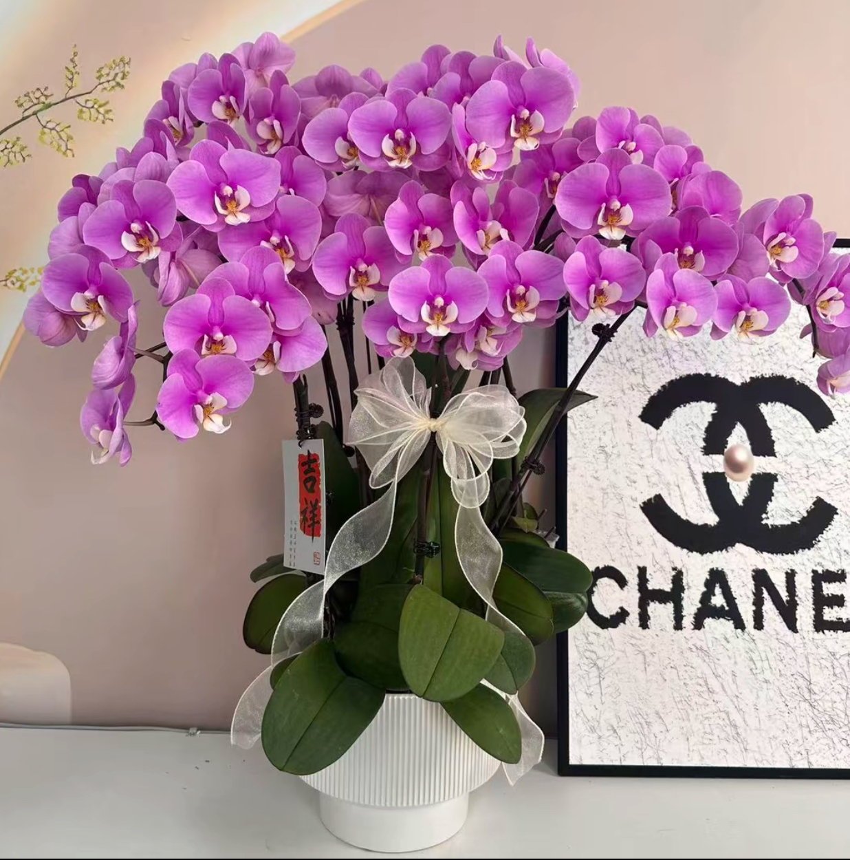 精品蝴蝶兰【安娜】鲜花盆栽好养活多样性发货