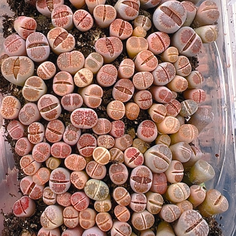 【闪购商品】24833