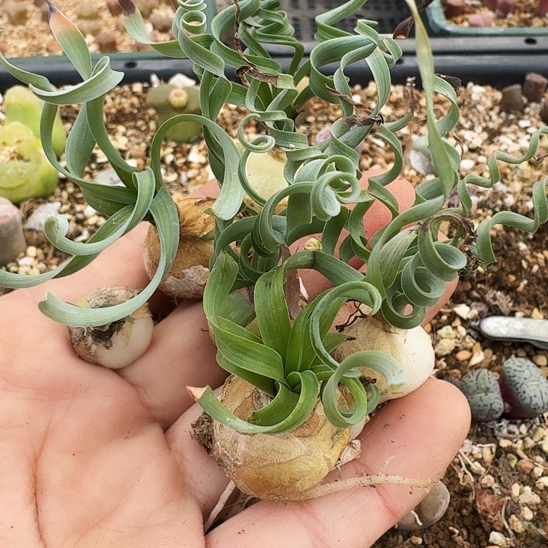 不***好多肉植物福利风铃