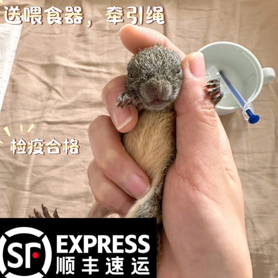 直播挑选小型宠物可爱粘人活泼温顺适合家庭宿舍儿童