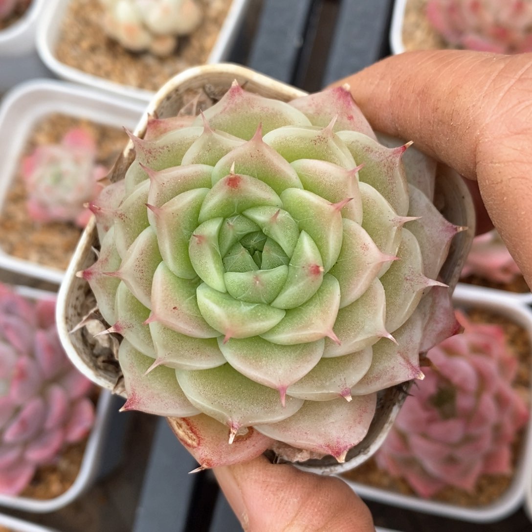 精品多肉一物一拍不包整404