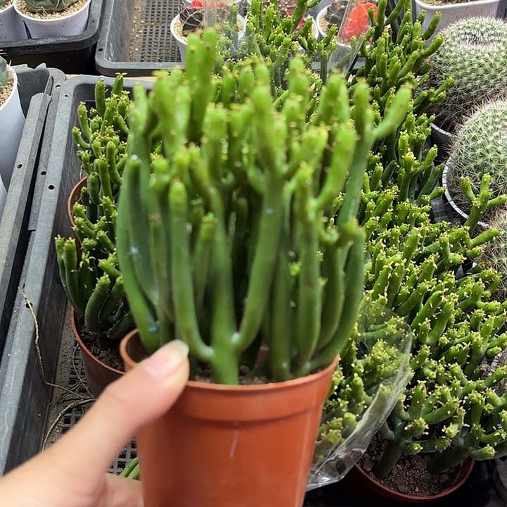 珊瑚棒随机一盆带盆发货