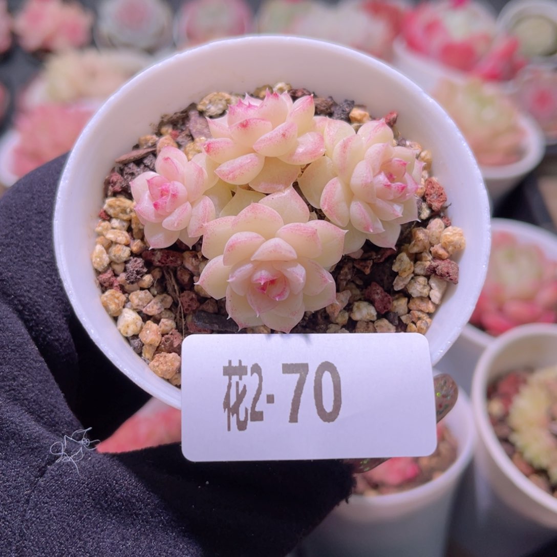 红陶花利美2-70白天鹅群