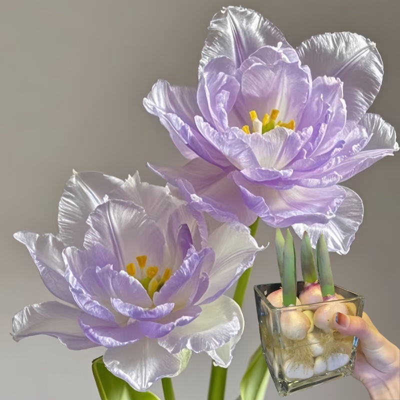 庭院五度球进口球阳台盆栽重瓣花卉大种球室内外【水培土养】郁金香