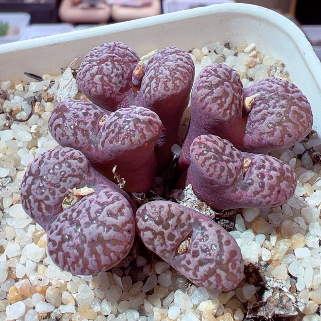 1211-501多肉多肉紫鸟