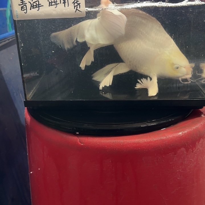 S***姐蝴蝶鲤鱼蝴蝶鲤188