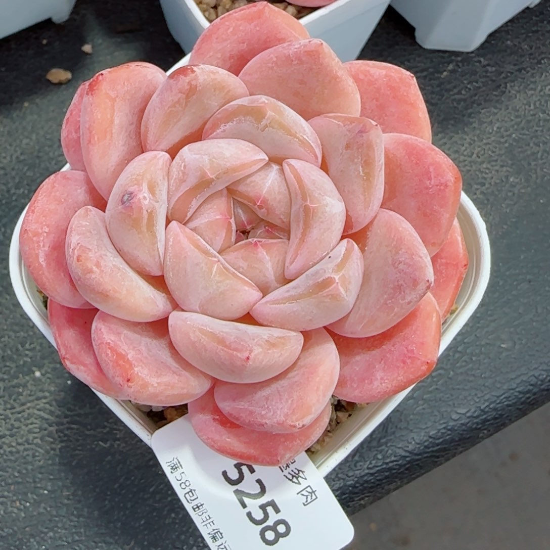 刚毅，5258多肉植物